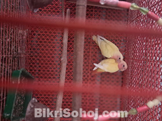 Love bird payer and cocatail tame baby